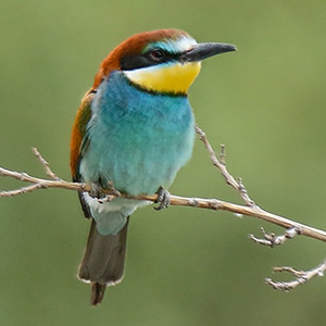 European Bee-eater